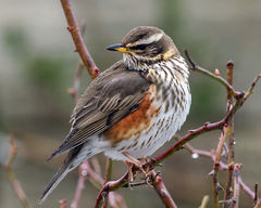British & European Birds - Redwing