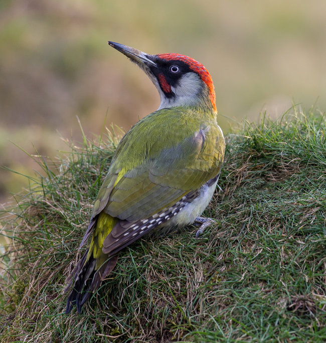 Green Woodpecker