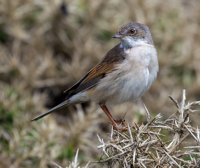 Common Whitethroat