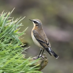 Wheatear 026