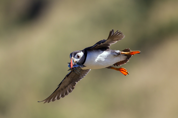 Puffin