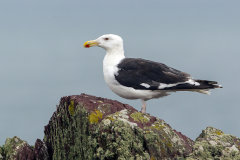British & European Birds - Great Black Backed Gull