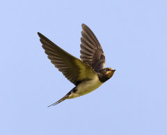 British & European Birds - Swallows & Martins