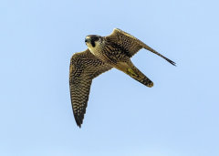 British & European Birds - Peregrine Falcon