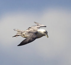 British & European Birds - Fulmar