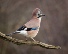 British & European Birds - Corvids
