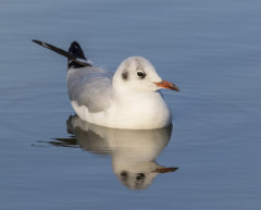 British & European Birds - Black Headed Gull