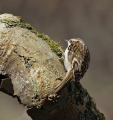 British & European Birds - Treecreeper