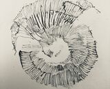 Drawing of ammonite fossil imprinted in clay found at the quarry. Detail from first part of Diptych 'Unearthed'