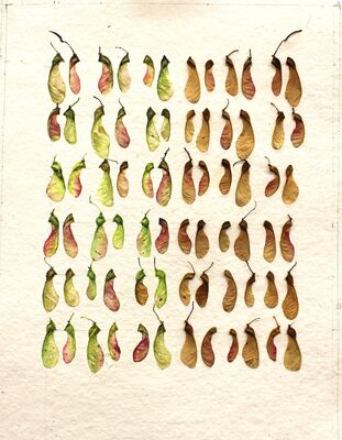 'Seasons Turning' - Water colour, sycamore seeds. 53.5 x 71cm (framed)