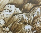 Lost Ground (detail)