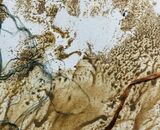 Lost Ground (detail)