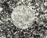 'Orb'  Charcoal on A3 cartridge paper