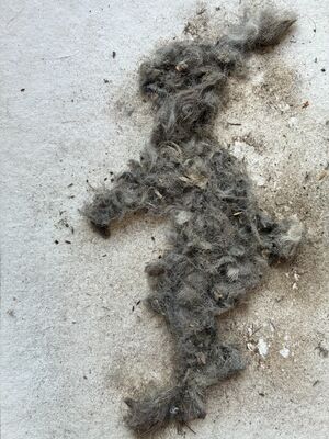 Walk 6 31/3/26