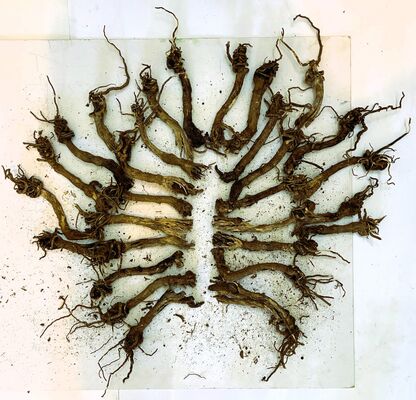 Cabbage roots collected on Walk 8