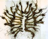Cabbage roots collected on Walk 8