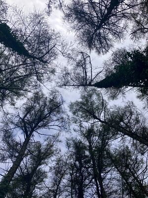 Larches (and 'gender & landscape') Walk 6  31/3/26
