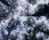 Larches (and 'gender & landscape') Walk 6  31/3/26