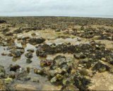 North Coast Pilgrimage (2010)