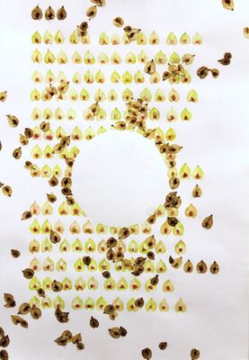 Elm Seed Sonnet 2025