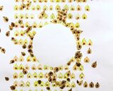 Elm Seed Sonnet 2025