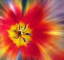 Tulip Explosion