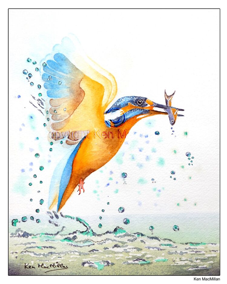 Kingfisher catching fish.