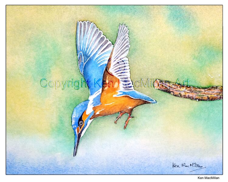 Kingfisher in flight