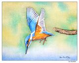Kingfisher in flight (study 2). Kingfisher in flight