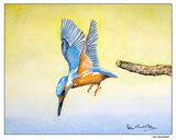 Kingfisher in flight (study 3) Kingfisher in flight ( study 3 )