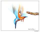 Kingfisher in flight. Pen, ink and watercolour of Kingfisher in flight.
