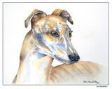 Greyhound