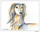 Saluki