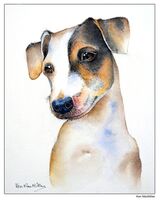 Jack Russell Terrier