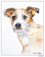 Jack Russell Terrier
