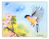 Spring Bullfinch with apple blossom. Watercolor original measures 10" x 8".