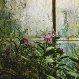 Botanical Harmony Portfolio