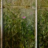 Botanical Harmony Portfolio