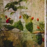 Botanical Harmony Portfolio