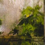 Botanical Harmony Portfolio