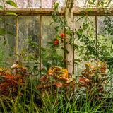 Inside the Old Greenhouse
