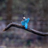 Wildlife and Nature
