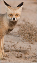 Desert Fox.