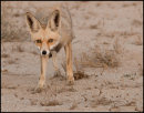 A cautious approach.