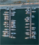 1 palm tree and 51 boats.
