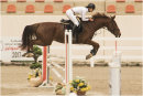Little woman on big horse. Glyn Davies Sport