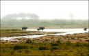 Wallowing. Glyn Davies Sri Lanka