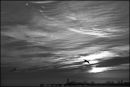The South Pier. Glyn Davies Monochrome