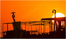 Cormorant basking as the sunrises and warms him up.