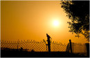 Dove or a Chain Link Fence ?
